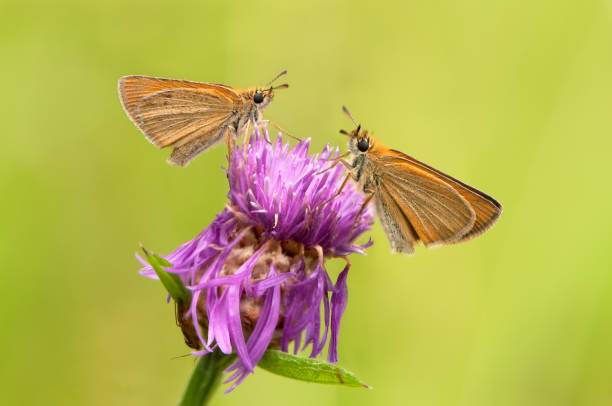 two damas immaculata butterflies on the flower awaits dawn early in the morning - immaculata imagens e fotografias de stock