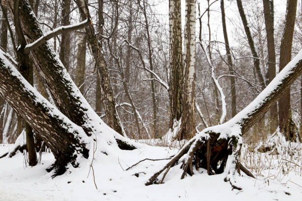 Nature after snowfall, cold weather