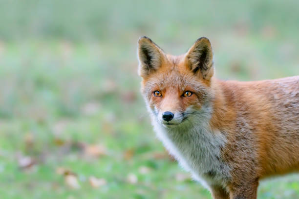 istock Portrait of a red fox (Vulpes vulpes) in natural environment. 1291376576