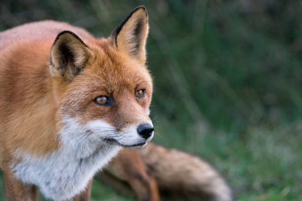 istock Portrait of a red fox (Vulpes vulpes) in natural environment. 1291376579