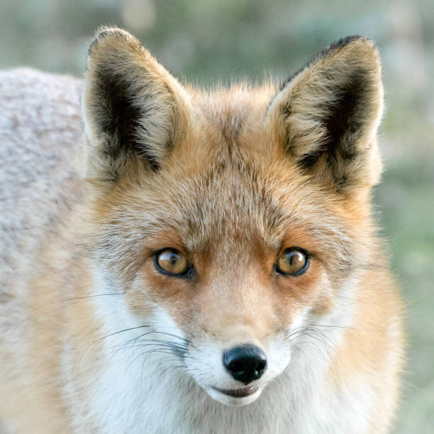 istock Portrait of a red fox (Vulpes vulpes) in natural environment. 1291376599