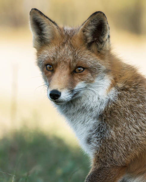 istock Portrait of a red fox (Vulpes vulpes) in natural environment. 1291376602