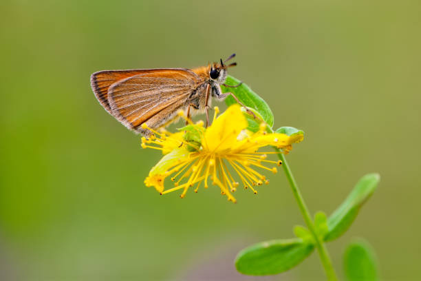 damas immaculata butterfly on the forest flower in the dew in the first rays of the sun - immaculata imagens e fotografias de stock