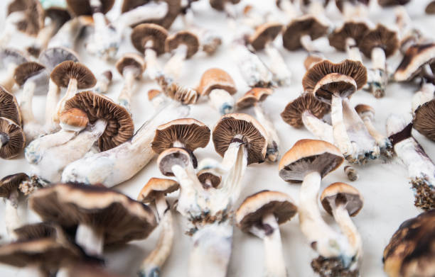 psilocibina magic mushroom - fly agaric fotografías e imágenes de stock