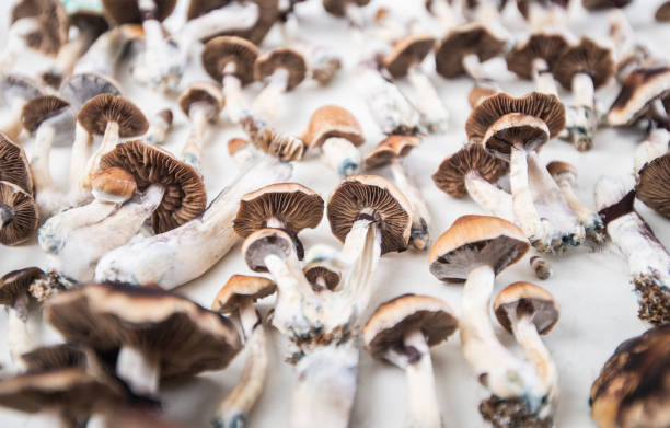 psilocybin magic mushroom - fly agaric imagens e fotografias de stock