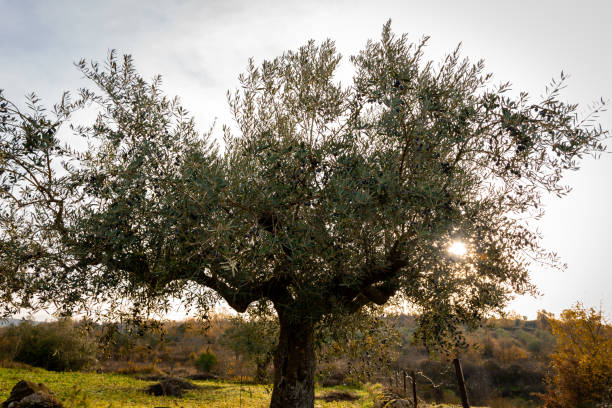 istock Olive tree in winter. Horizontal view. Spanish olive. Background blurred and selected focus. Mediterranean diet. Green and black olives. 1291377966
