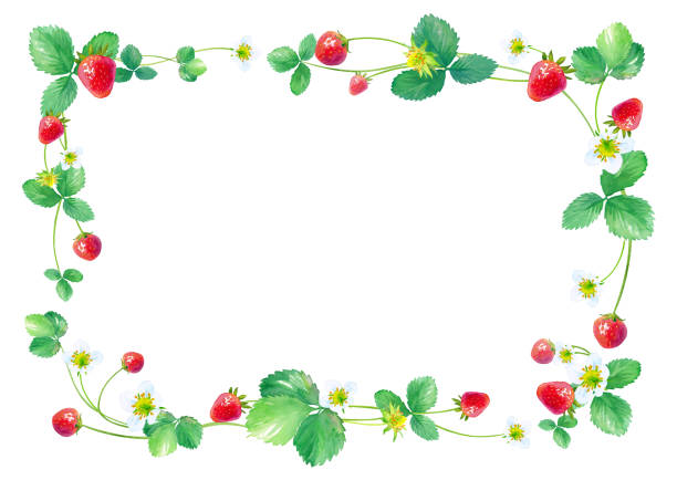 kwadratowa ramka truskawkowa. ilustracja akwarela - strawberry vine stock illustrations