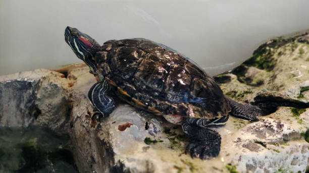 istock beautiful turtle in an aquarium sitting on a stone 1291379805