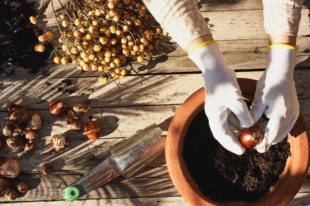 Spring gardening flat lay. Hands in gloves plant a flower bulb in a ceramic flower pot on wooden table. Home gardening. Defocused foreground. Spring gardening flat lay. Hands in gloves plant a flower bulb in a ceramic flower pot on wooden table. Home gardening. Defocused foreground. plant bulb stock pictures, royalty-free photos & images