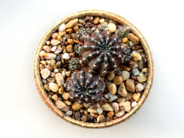 istock A small bud of Echinopsis Cactus flower 1291382420