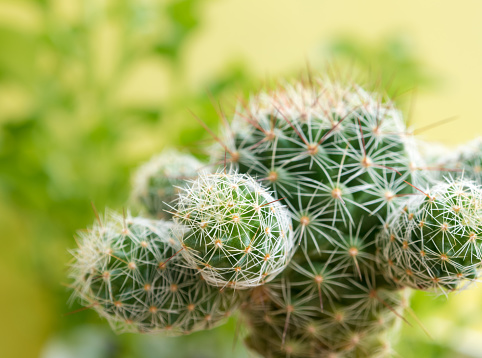 Cactus succulent plant close-up, Mammillaria gracilis cv. oruga blanca