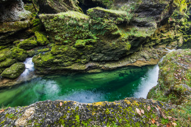 istock basin with clear green water with rocks and plants 1291382589
