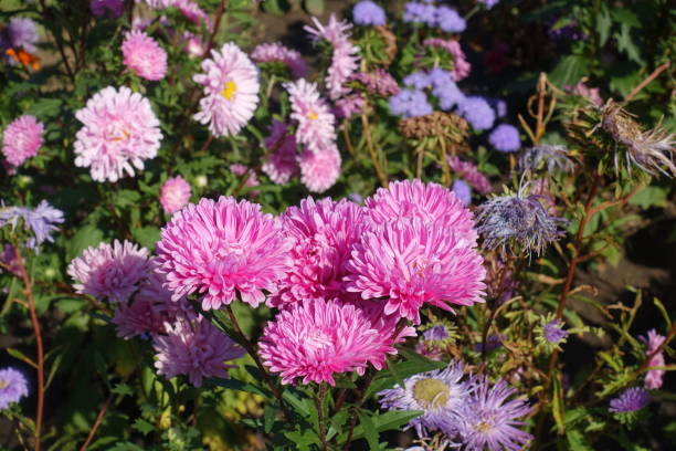 istock China asters with pink and violet flowers in September 1291383003