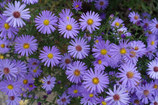 istock Completely opened violet flowers of Michaelmas daisies in October 1291383196