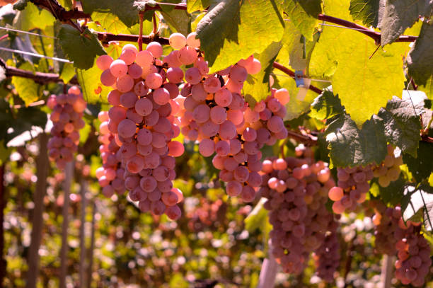 uva que ha crecido constantemente en yamanashi, japón - prefectura de yamanashi fotografías e imágenes de stock