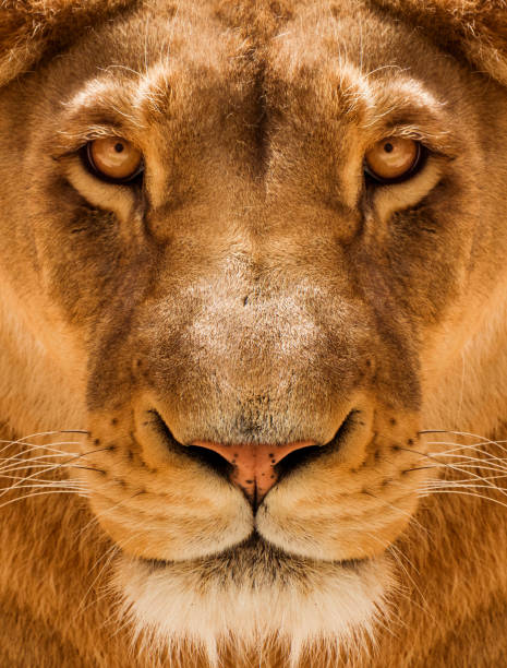 Lioness Close-up portrait, face of a female lion stock photo