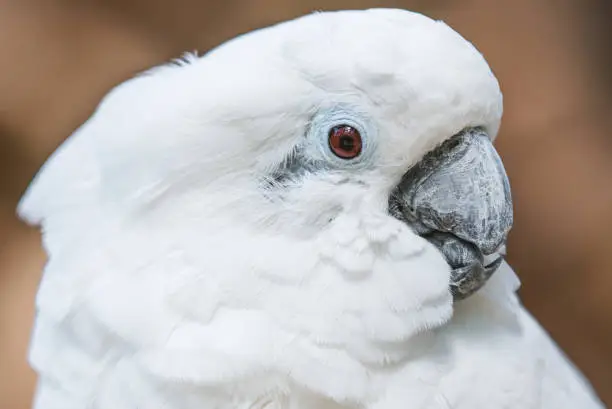 White cockatoo parrot bird close up horizontal portrait