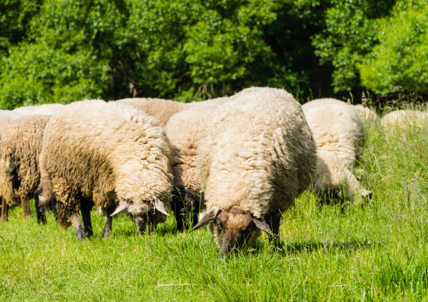 istock Grazing Sheep on Pasture in Nuremberg Bavaria 1291386958