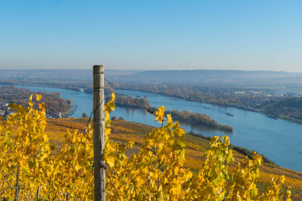 istock Vineyard in Front of River Rhine Germany 1291387088