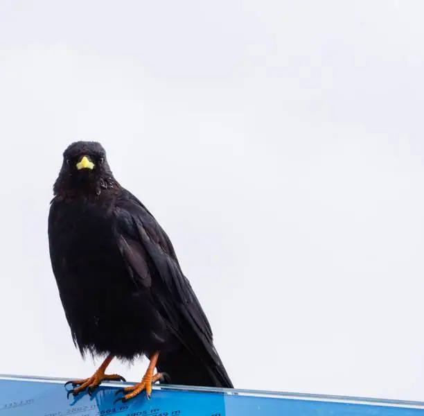 Photo of Alpine Chough in Front of Fog