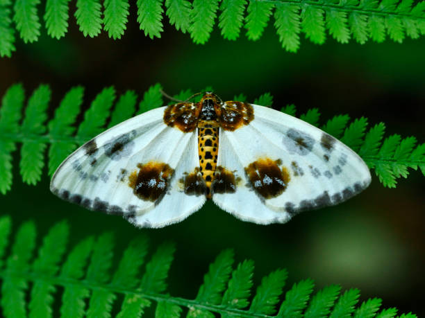istock Forest blotch (Abraxas sylvata) on a fern leaf in a forest scenery 1291387680
