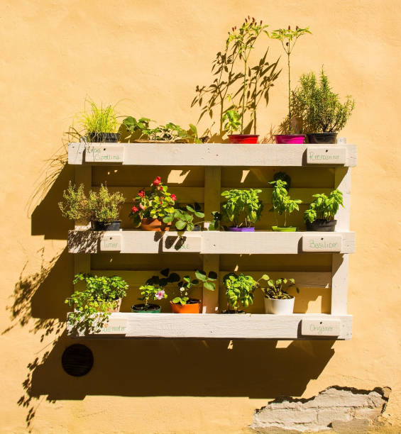 Plant Display in Buonconvento A collection of herbs and other plants displayed on a painted wooden pallet on a wall outside a house in the historic medieval village of Buonconvento in Siena Province, Tuscany, Italy crete senesi photos stock pictures, royalty-free photos & images