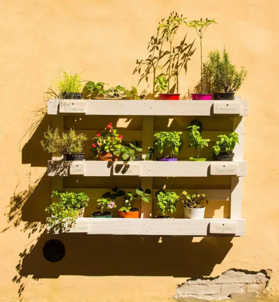 Photo of Plant Display in Buonconvento