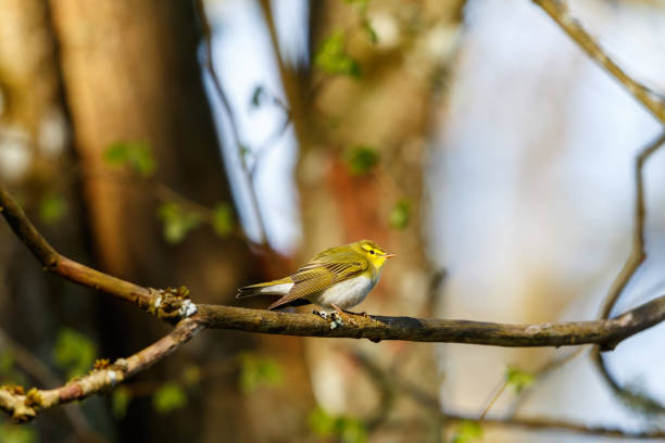 Tiny Wood Warbler in a tree in a forest Tiny Wood Warbler in a tree in a forest wood warbler phylloscopus sibilatrix stock pictures, royalty-free photos & images