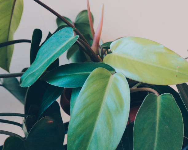 istock houseplants for indoors 1291394200