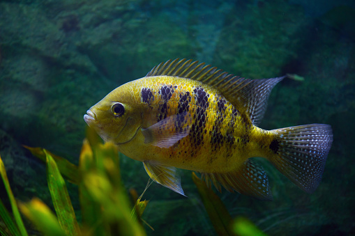 Fish Cichlasoma bocourti in the aquarium (neetroplus bocourti, herichthys bocourti)
