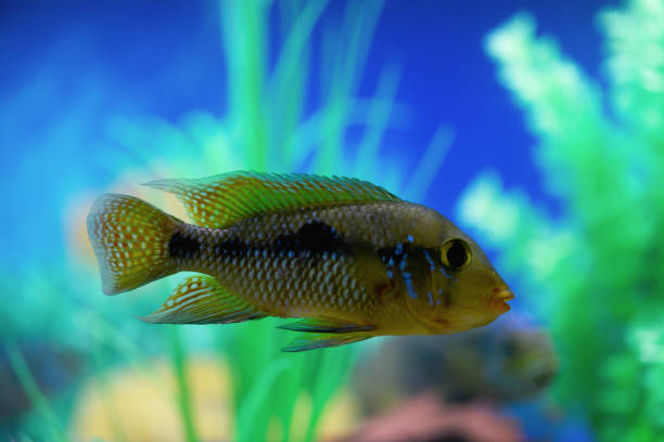istock Cichlid fish in the aquarium 1291394790
