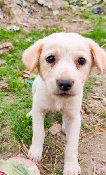 istock Portrait Of Dog 1291396338