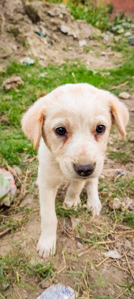istock Portrait of Small White Puppy Dog 1291396366