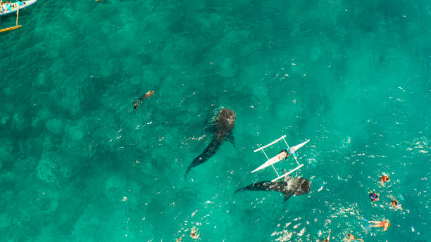 istock Oslob Whale Shark Watching in Philippines, Cebu Island 1291402561