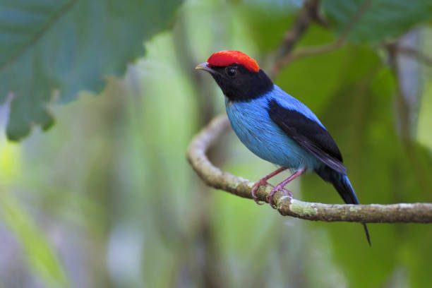 istock Beautiful Birds of the World 1291403573