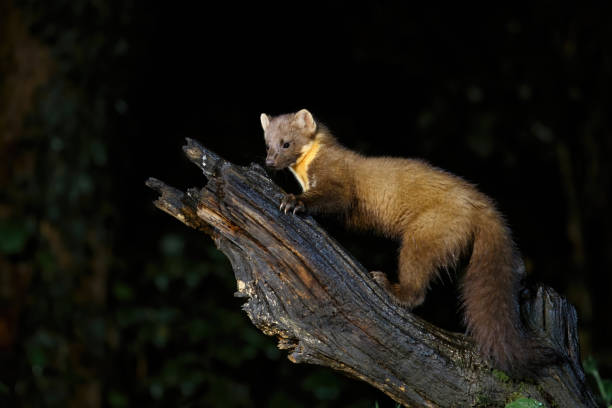Pine marten (Martes martes) on trunk in dark circumstances in a forest at night. Wildlife scene of nature in Europe.