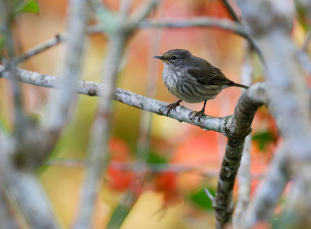 istock Beautiful Birds of the World 1291403971