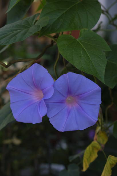 istock Close up of Morning Glory flower. 1291404412
