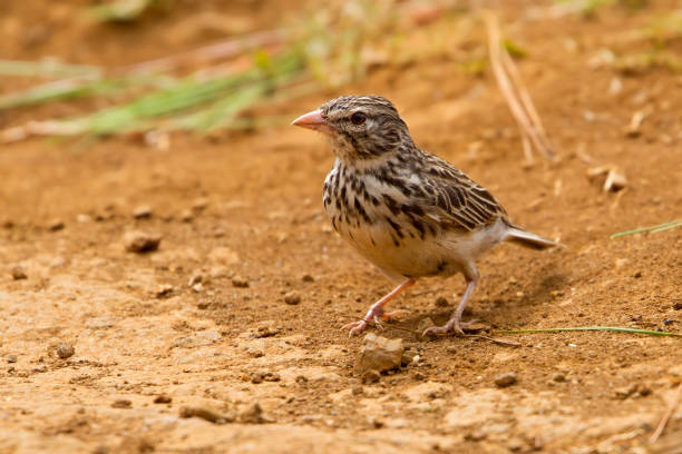 istock Beautiful Birds of the World 1291406580