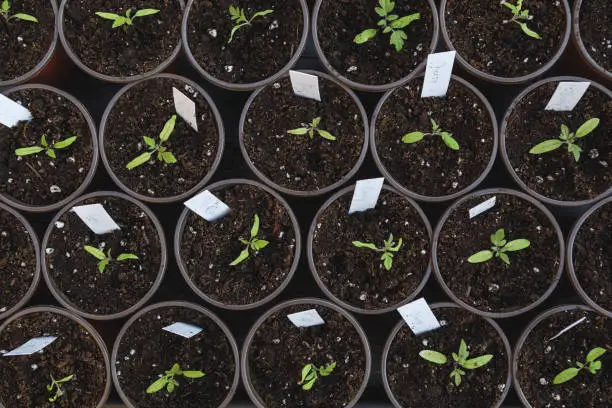Top view of young tomato seedlings transplanted to a larger pots using high quality organic potting soil, with white plant labels