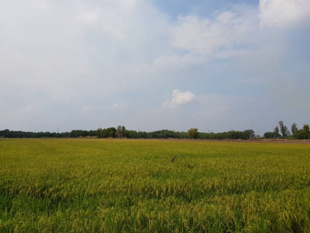 istock The golden yellow rice field is ready for harvest. 1291409224