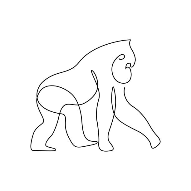 ilustraciones, imágenes clip art, dibujos animados e iconos de stock de gorila - gorilla endangered species large isolated