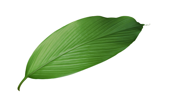 Green leaf of turmeric (Curcuma longa) ginger medicinal herbal plant isolated on white background, clipping path included.