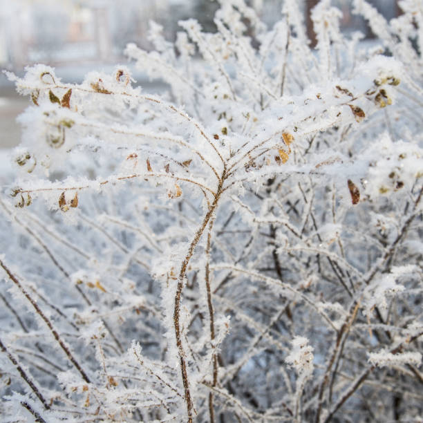 istock Frosted branch. Close up. Unfocused background. 1291415443