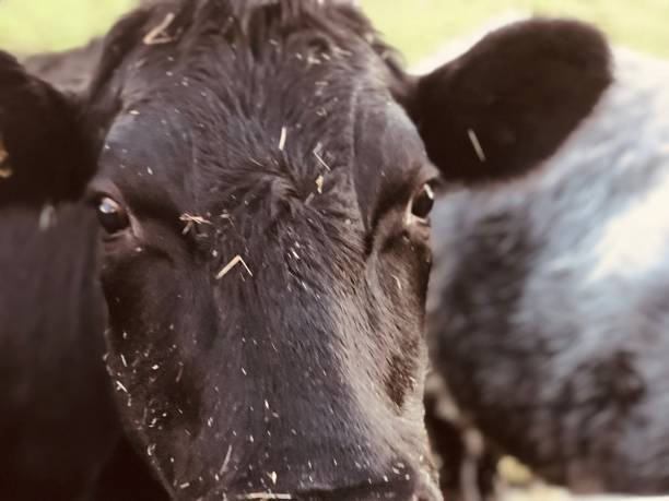 istock the black faced bullock at the gate 1291418449