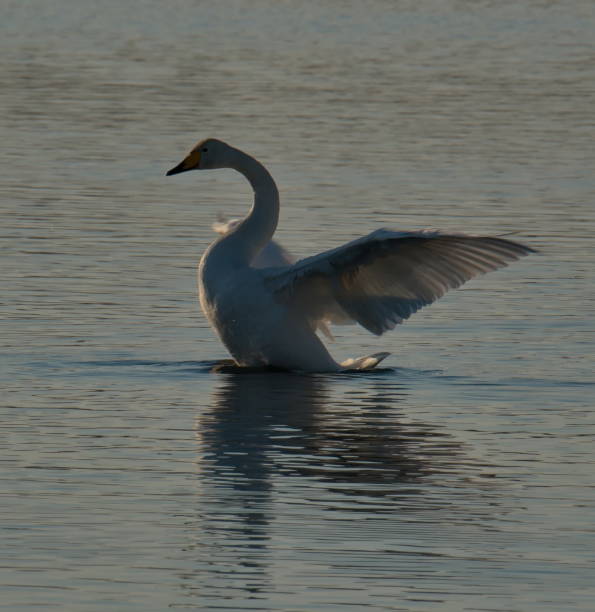 istock Swan idyll in the sunset 1291419555