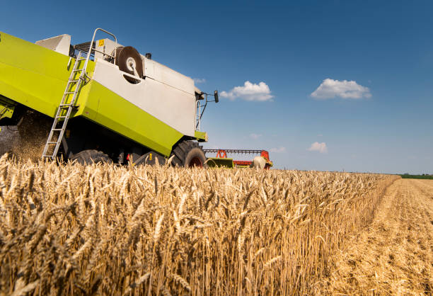 istock A combine harvester working in a wheat field 1291419663