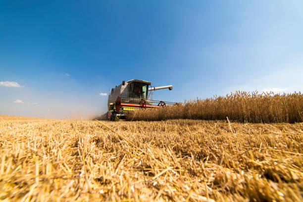 istock A combine harvester working in a wheat field 1291419664