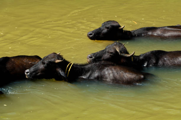 istock Buffalos bathing in a small stream in sun light 1291419705