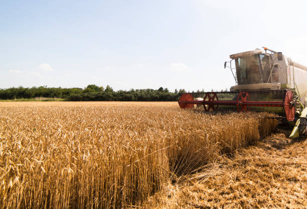 istock A combine harvester working in a wheat field 1291419733